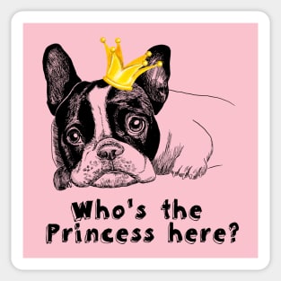 French bulldog is little princess Sticker